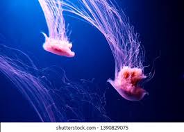 Image result for Cyanea capillata