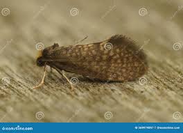 Attēlu rezultāti vaicājumam “Taleporia tubulosa”