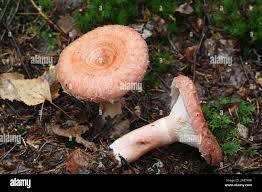 Attēlu rezultāti vaicājumam “Lactarius torminosus”