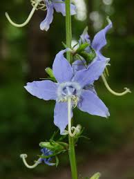 Image result for Campanula americana