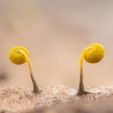 Attēlu rezultāti vaicājumam “Physarum viride stalked”