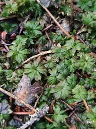 Attēlu rezultāti vaicājumam “Rhodobryum roseum”