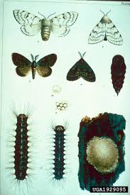 Attēlu rezultāti vaicājumam “Lymantria dispar”