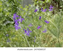 Attēlu rezultāti vaicājumam “Consolida regalis bud”