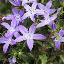 Image result for Campanula isophylla