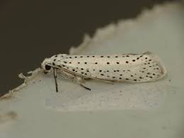 Attēlu rezultāti vaicājumam “Yponomeuta evonymella”