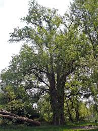 Attēlu rezultāti vaicājumam “Ulmus laevis”