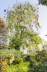 Attēlu rezultāti vaicājumam “Fraxinus excelsior Pendula”