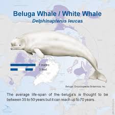 Image result for Delphinapterus leucas