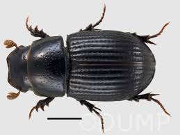 Attēlu rezultāti vaicājumam “Aphodius subterraneus”