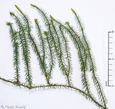 Attēlu rezultāti vaicājumam “Lycopodium annotinum”