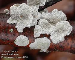 Attēlu rezultāti vaicājumam “Plicaturopsis crispa”