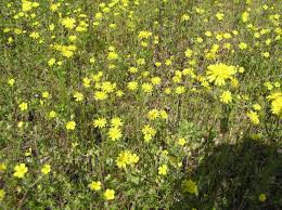 Attēlu rezultāti vaicājumam “Crepis tectorum flower”