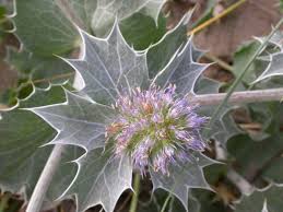 Attēlu rezultāti vaicājumam “Eryngium maritimum”