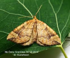 Attēlu rezultāti vaicājumam “Eulithis populata”