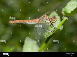 Attēlu rezultāti vaicājumam “Sympetrum sanguineum female”