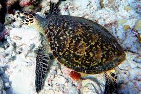 Image result for Eretmochelys imbricata
