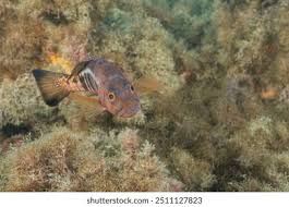 Image result for Serranus atricauda