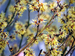 Attēlu rezultāti vaicājumam “Hamamelis virginiana”
