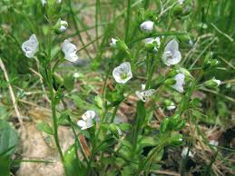 Attēlu rezultāti vaicājumam “Veronica serpyllifolia leaf”