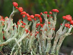 Attēlu rezultāti vaicājumam “Cladonia floerkeana”