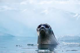 Image result for Pusa hispida