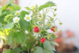 Attēlu rezultāti vaicājumam “Fragaria vesca flower”