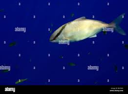 Image result for Seriola rivoliana