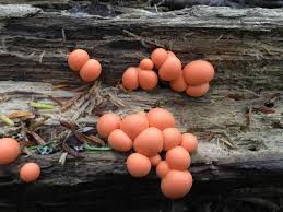 Attēlu rezultāti vaicājumam “Siphoptychium violaceum spores”