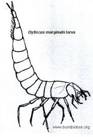 Attēlu rezultāti vaicājumam “Dytiscus sp. larva”