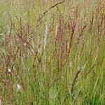 Attēlu rezultāti vaicājumam “Molinia caerulea fruit”