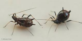 Attēlu rezultāti vaicājumam “Macrosiphoniella absinthii”