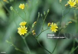 Attēlu rezultāti vaicājumam “Crepis tectorum flower”