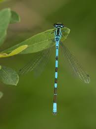 Attēlu rezultāti vaicājumam “Coenagrion hastulatum”