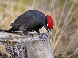 Attēlu rezultāti vaicājumam “Dryocopus martius adult”