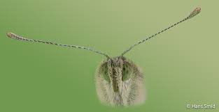 Attēlu rezultāti vaicājumam “Pieris brassicae”