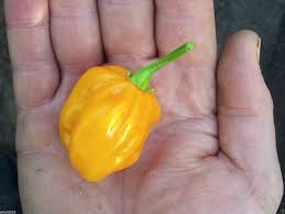 Afbeeldingsresultaat voor yellow fratali hot pepper