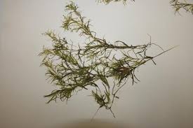 Attēlu rezultāti vaicājumam “Najas flexilis”