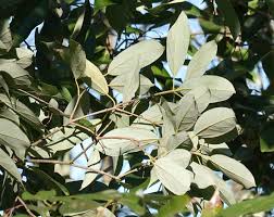 Attēlu rezultāti vaicājumam “Chenopodium acerifolium leaf”