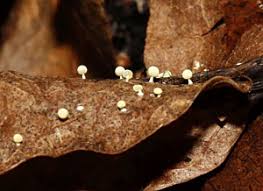 Attēlu rezultāti vaicājumam “Badhamiopsis macrospora spores”