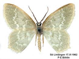 Attēlu rezultāti vaicājumam “Jodis putata”