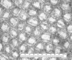 Attēlu rezultāti vaicājumam “Barbilophozia barbata”