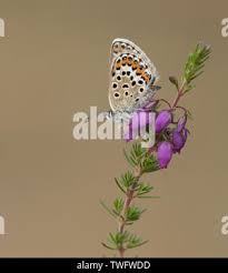 Attēlu rezultāti vaicājumam “Plebejus argus female”