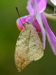 Attēlu rezultāti vaicājumam “Brenthis daphne underside”