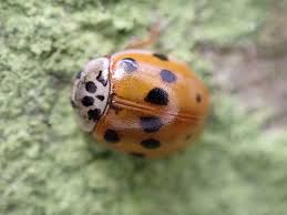 Attēlu rezultāti vaicājumam “Adalia decempunctata”