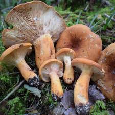 Attēlu rezultāti vaicājumam “Russulales”