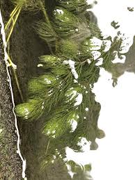 「金魚藻」的圖片搜尋結果