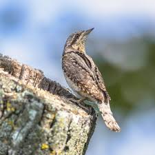 Attēlu rezultāti vaicājumam “Jynx torquilla adult”