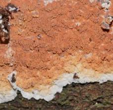 Attēlu rezultāti vaicājumam “Gloeoporus taxicola”