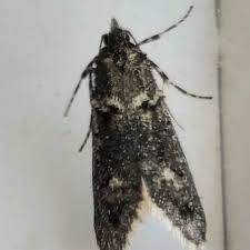 Attēlu rezultāti vaicājumam “Diurnea fagella”